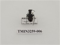 藏品(爬地虎甲蟲)的圖片